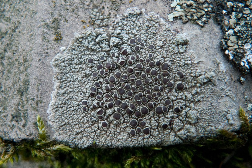 Lecanora campestris-2